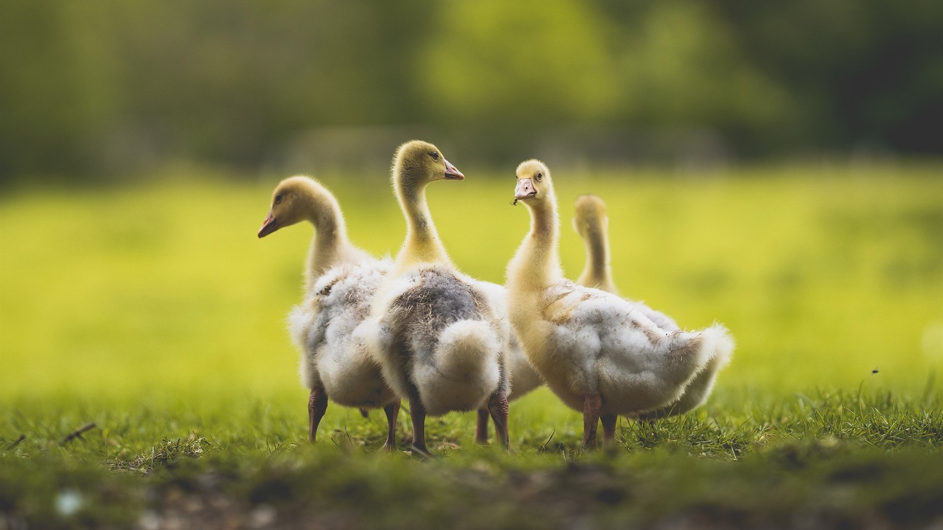 MILANSPORT下载-外教引进成效评估标准缺失，外教引入政策