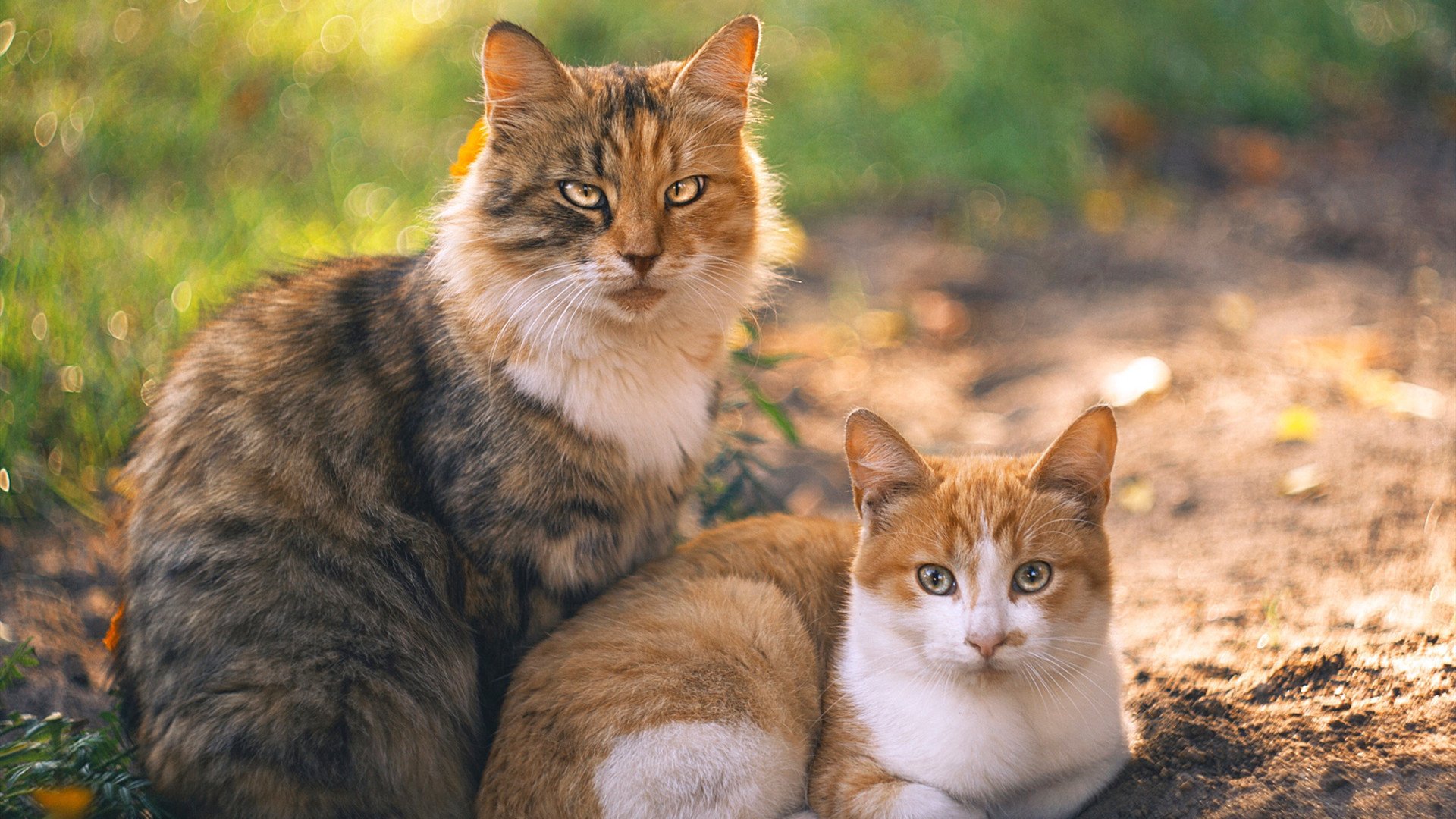 米兰体育APP-张怡宁回归赛场，重启乒乓生涯，张怡宁乒球视频  第3张