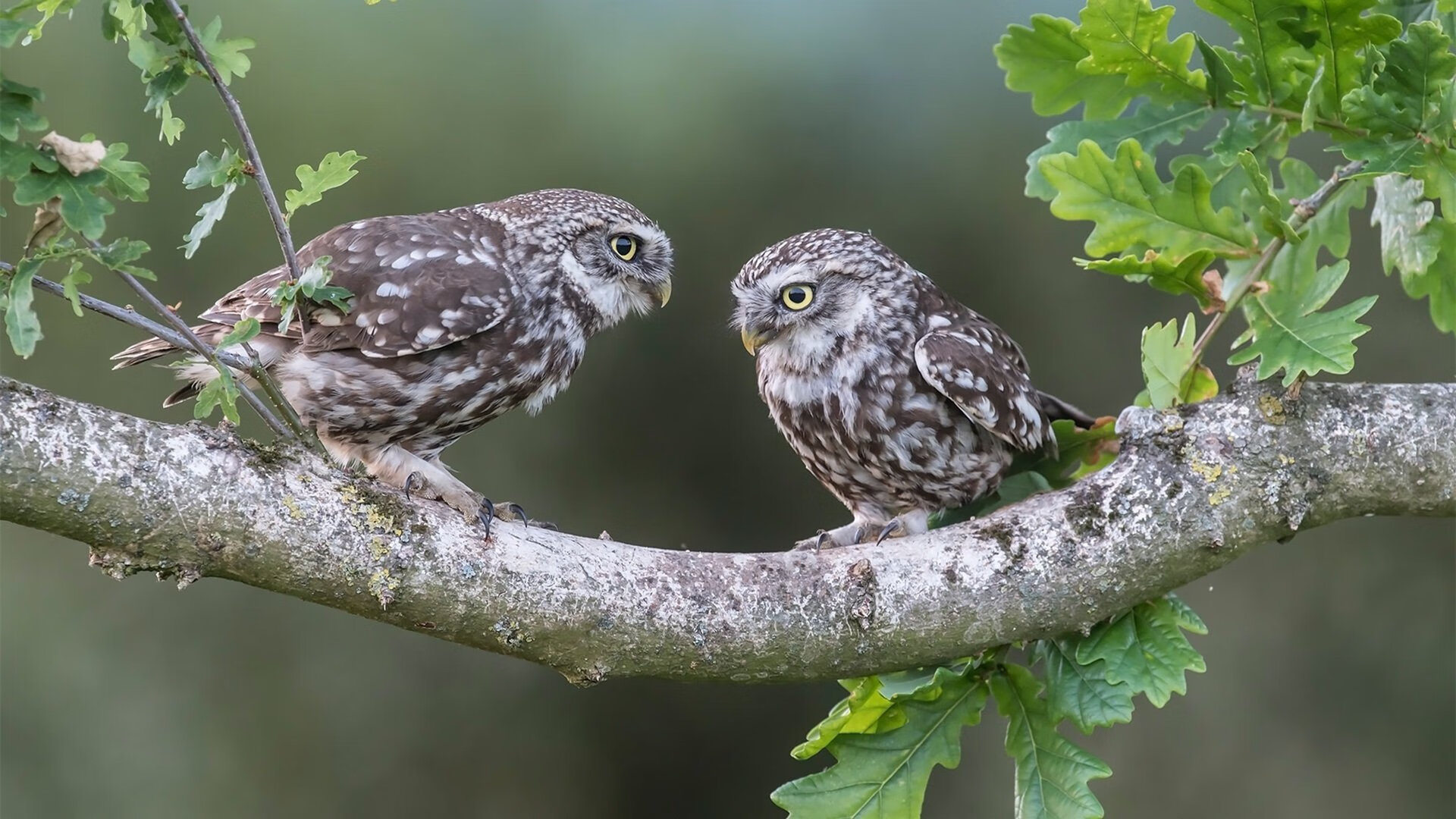 米兰体育APP-慢节奏是否更利于发挥阵地战单点威力，慢节奏类型的是