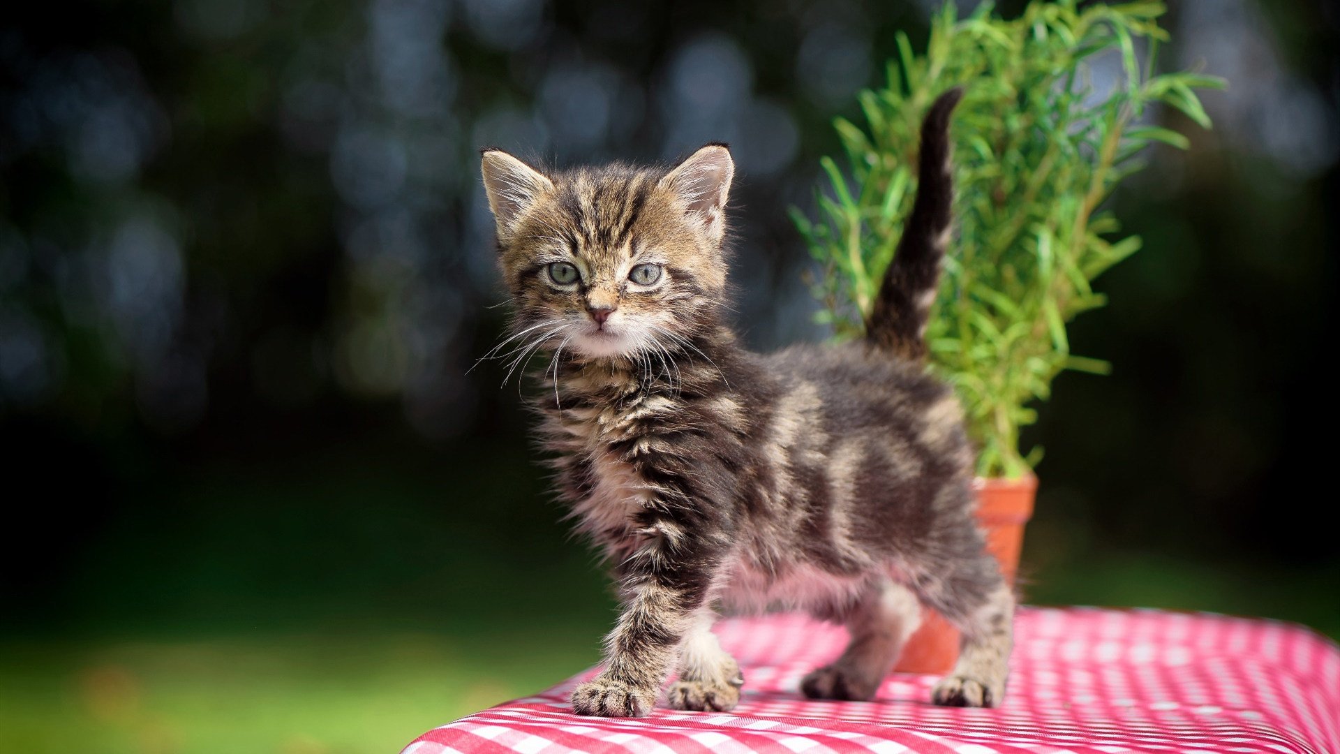 MILANSPORT入口-拜仁五秒反抢机制效果显著，拜仁踢法