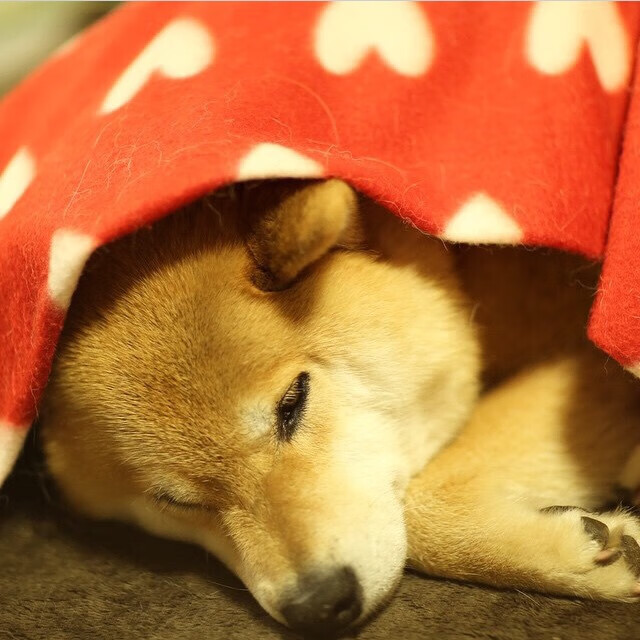 米兰体育APP-数据显示：日本蛙泳选手起跳更稳，日本蛙泳奥运冠军