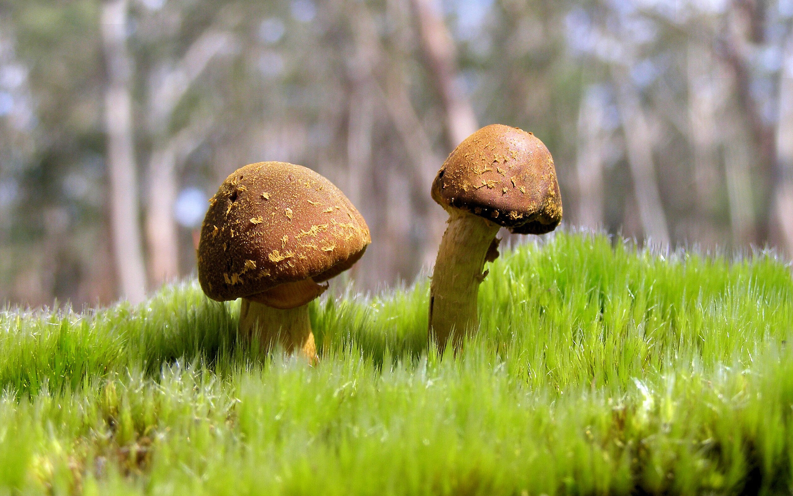 MILANSPORT入口-美国队未来展望：加速国内人才培养，提升国际竞争力，美国队展示