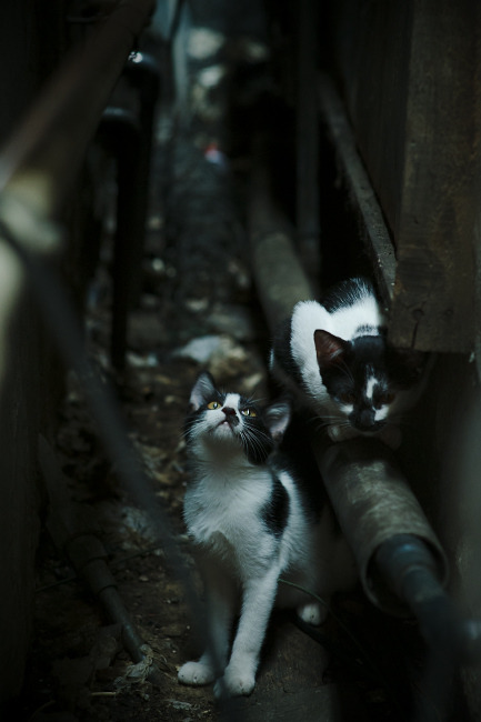 -中国足球青训体系人才培养机制持续优化，中国足球青训体系人才培养机制持续优化