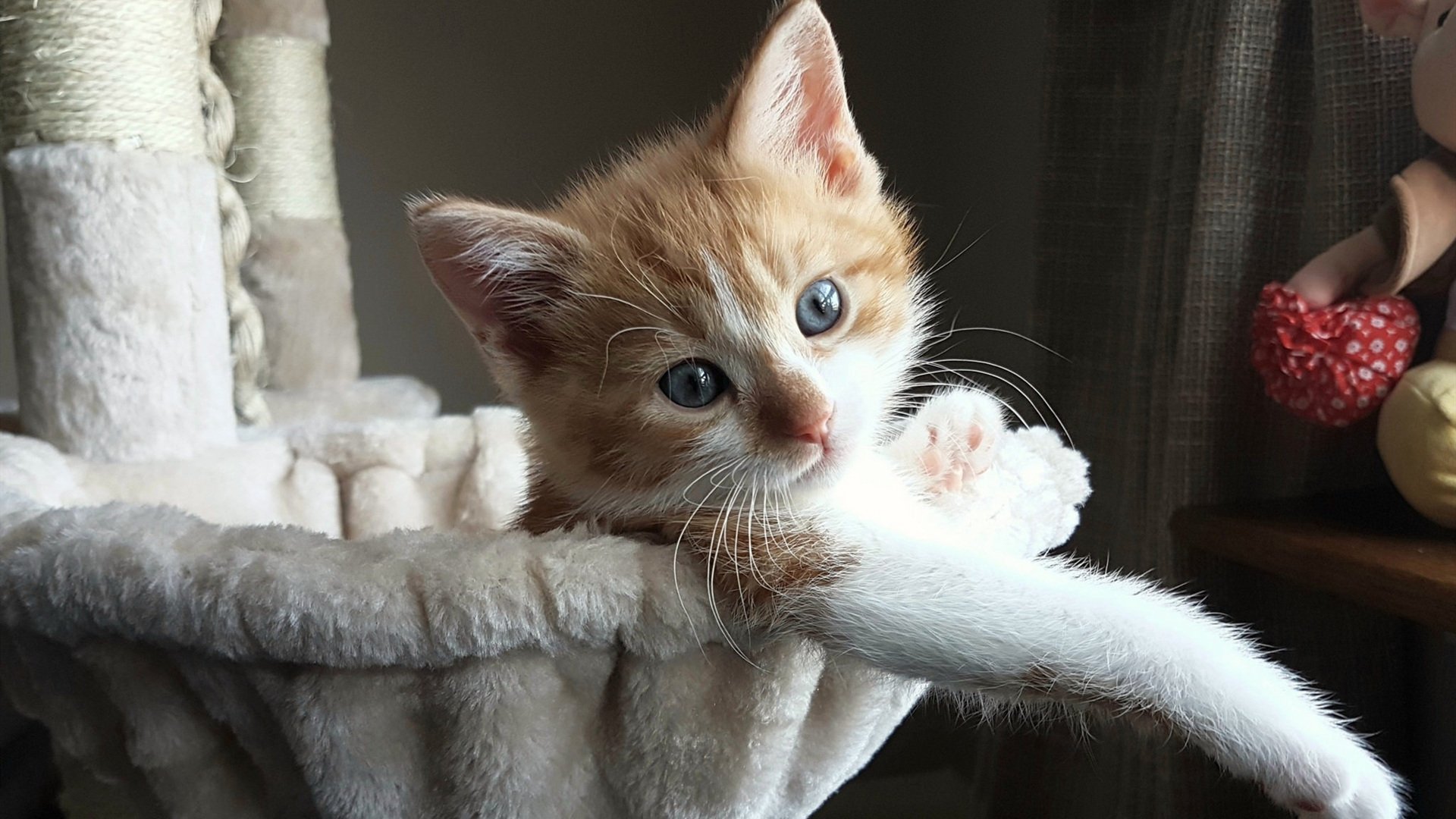 Milan Sports-卡普尔的突破表现使袋鼠队的进攻更加难以预测，卡普尔包