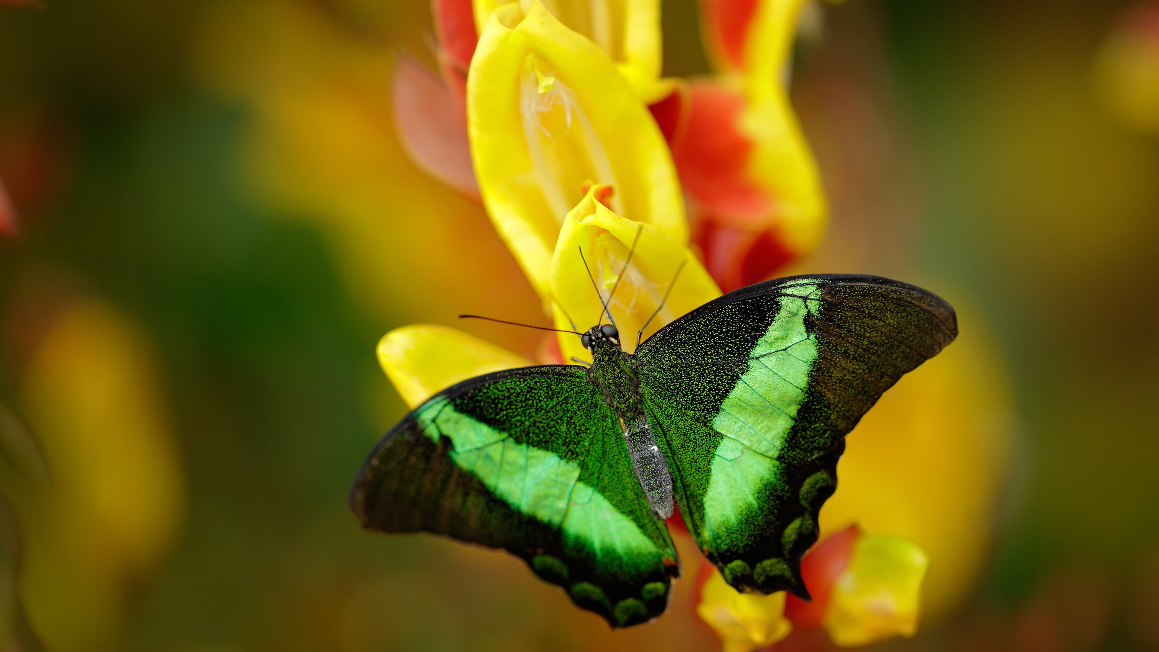 -张雨霏赛季蝶泳战绩辉煌，张雨霏加冕蝶泳皇后  第3张