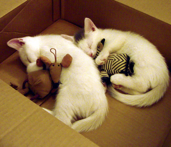 Milan Sports-曼联逆势上升,积分追赶榜首队伍