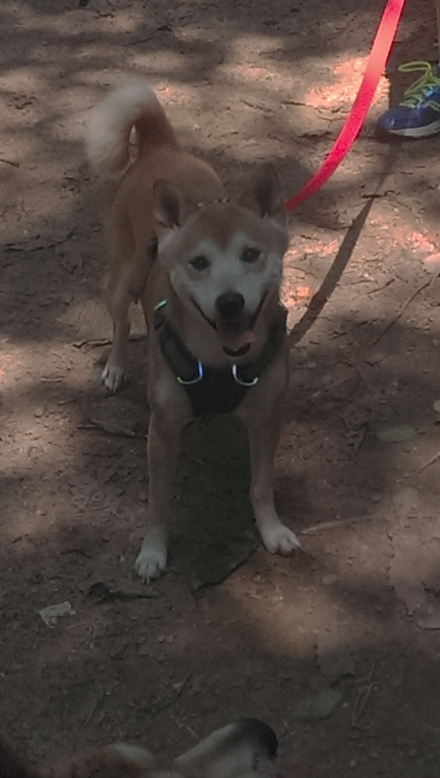 米兰登录入口-校园足球竞赛体系融入学籍管理提升数据整合能力，2020年校园足球管理信息系统应用培训