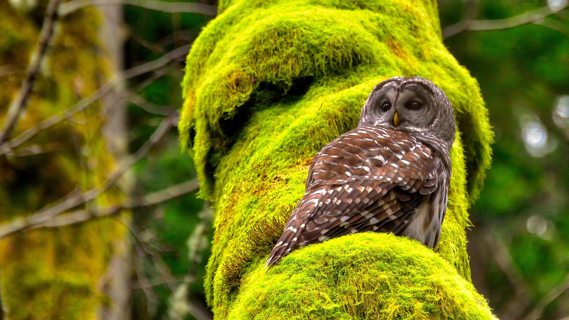 MILANSPORT入口-格鲁吉亚女篮在欧洲锦标赛中赢得佳绩，迈向国际新舞台，格鲁吉亚篮球赛