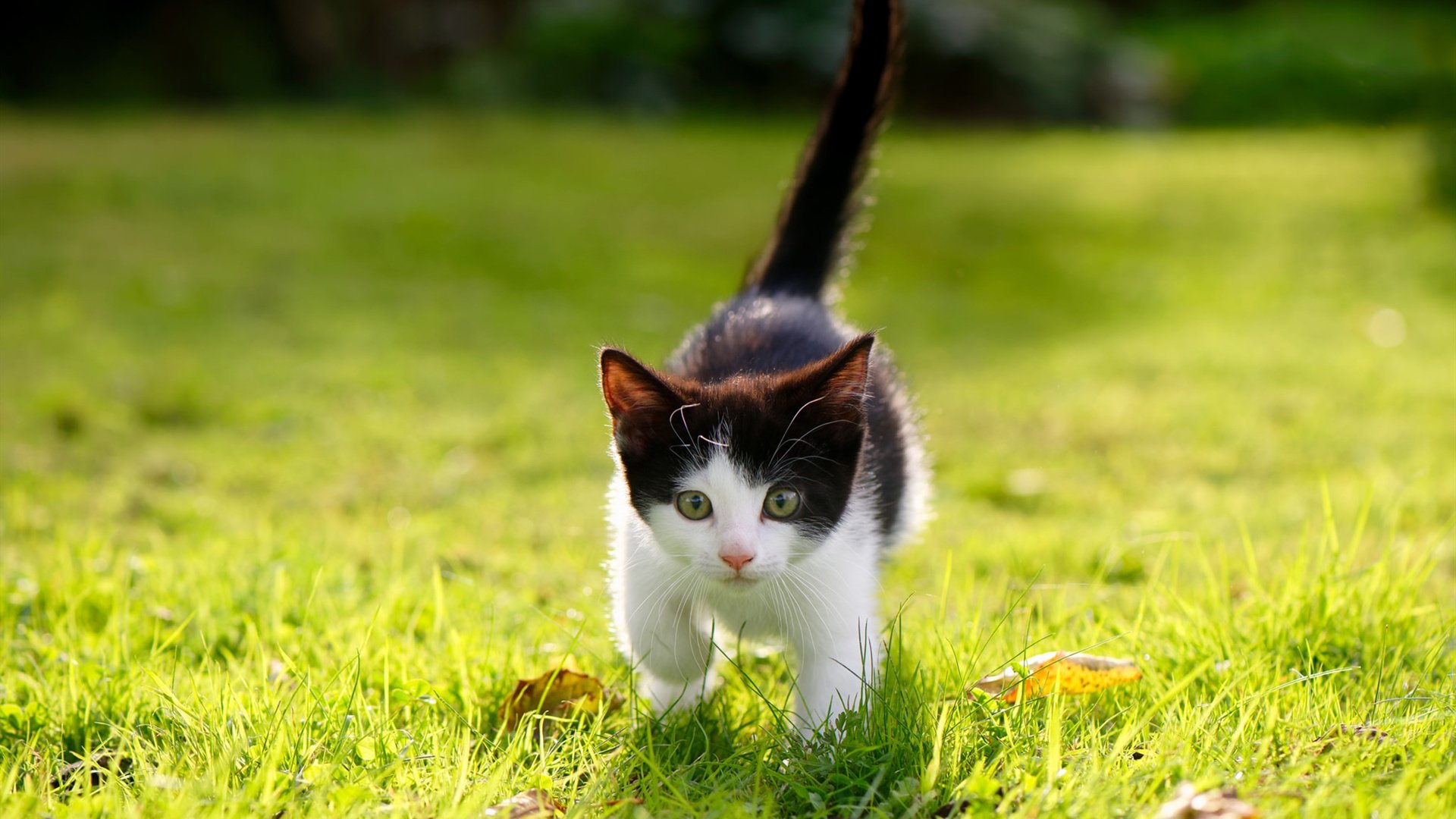 MILANSPORT入口-混合泳项目波兰选手技术均衡，混合泳的四种泳姿顺序