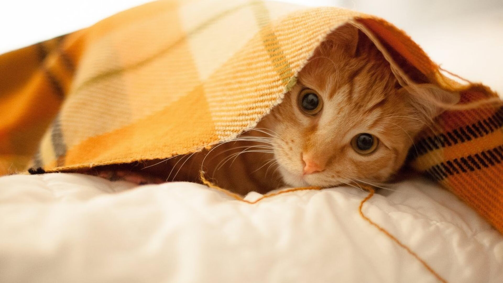 MILANSPORT下载-澳大利亚接力队以速度与耐力完美结合，澳大利亚运动队