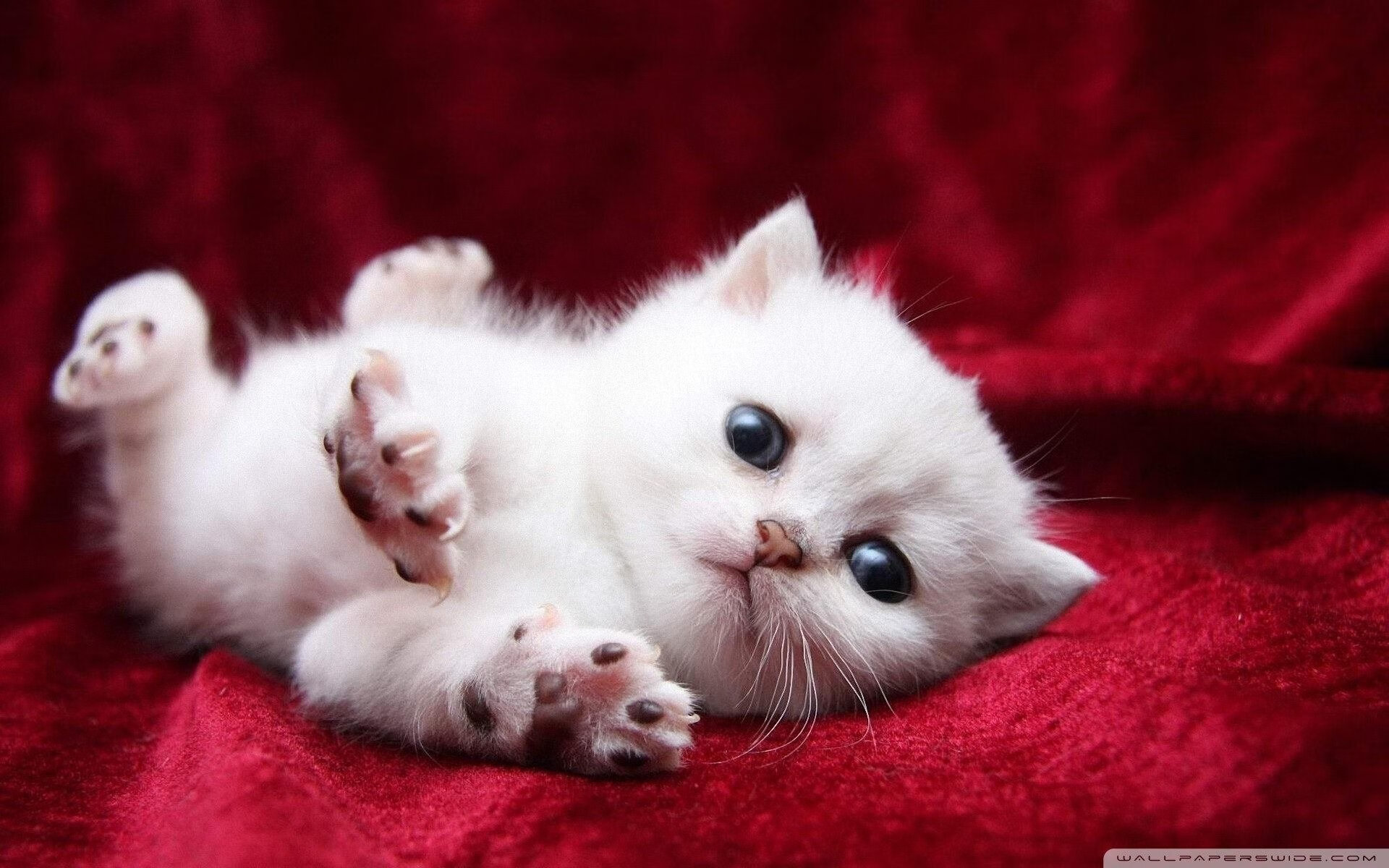 -阿伦·斯密斯：全黑队的半场控制者，助力球队构建完美战术，阿隆内斯密斯