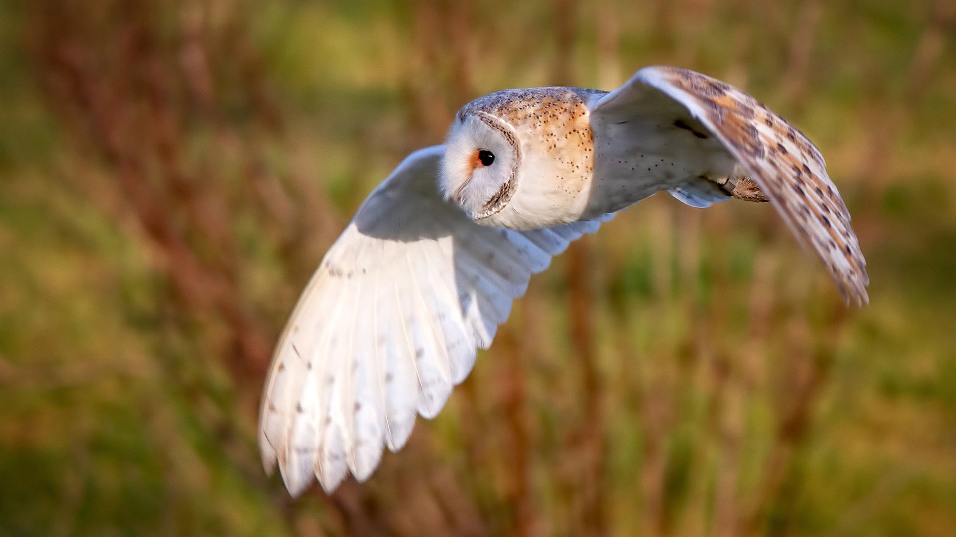 MILANSPORT下载-NCAA冠军爆料：网球梦原来始于当球童！，网球wc