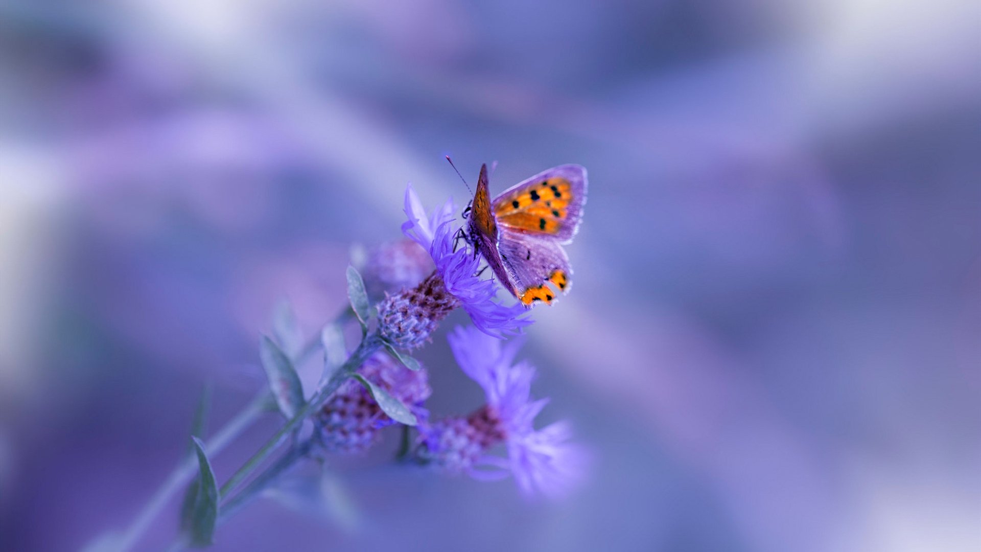 米兰体育-“罗密欧·冈萨雷斯：阿根廷美洲狮队的未来领袖，闪亮登场”